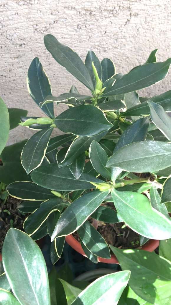 瑞香盆栽上盆22天 怎么浇水呢 图片