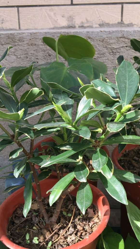 瑞香盆栽上盆22天 怎么浇水呢 图片