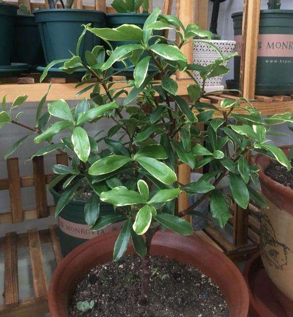 为啥我的瑞香盆栽没有花苞呢 图片