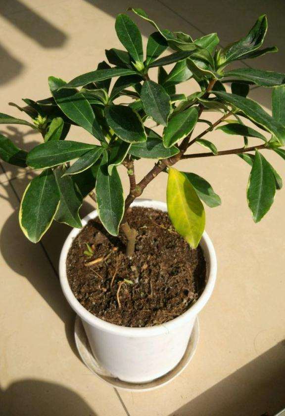 为啥我的瑞香盆栽没有花苞呢 图片