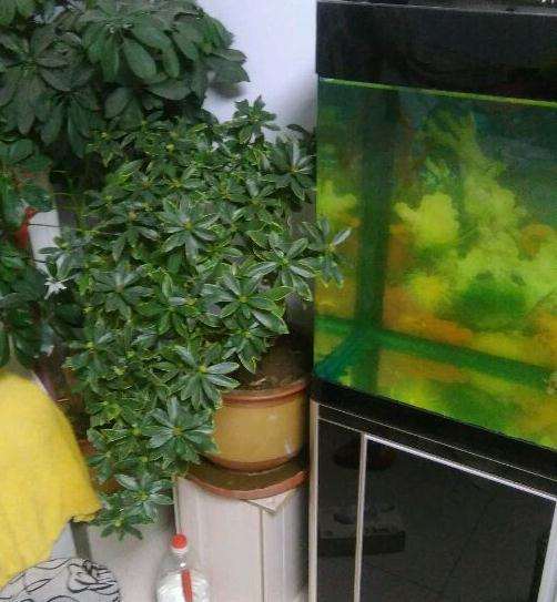 山东供暖的楼房怎么养瑞香盆栽 图片