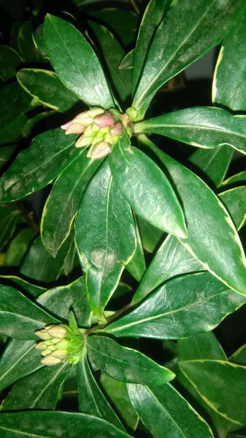 山东供暖的楼房怎么养瑞香盆栽 图片