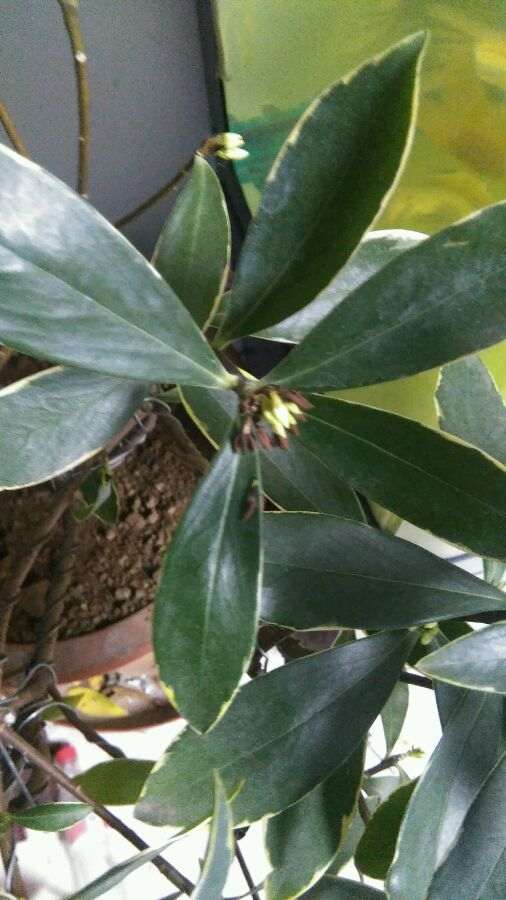 瑞香盆栽土为什么要透气透水 图片