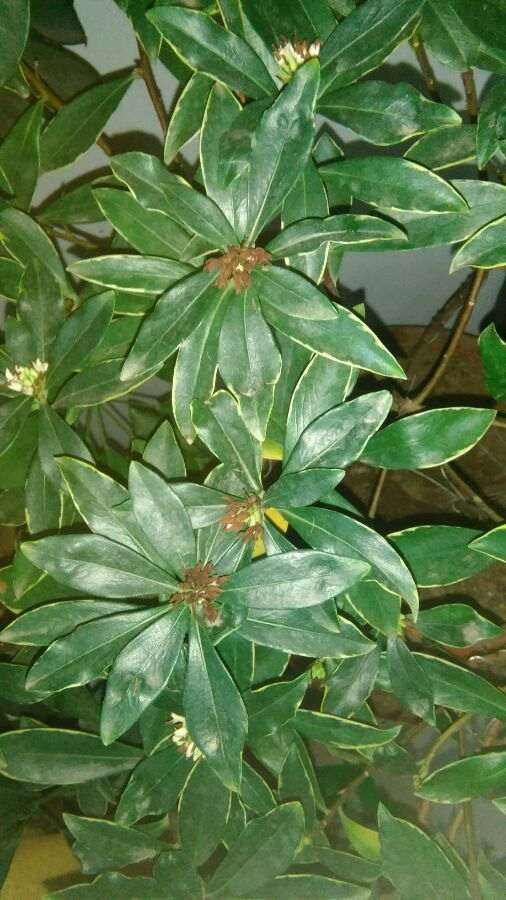 瑞香盆栽土为什么要透气透水 图片