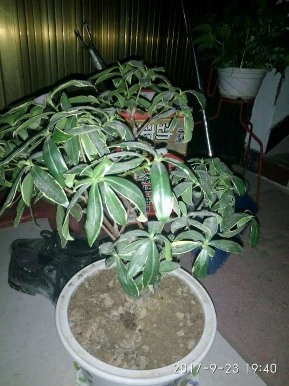 金边瑞香盆栽需要换盆呢 怎么办 图片