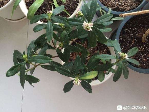 瑞香盆栽 1元包邮 怎么样 图片