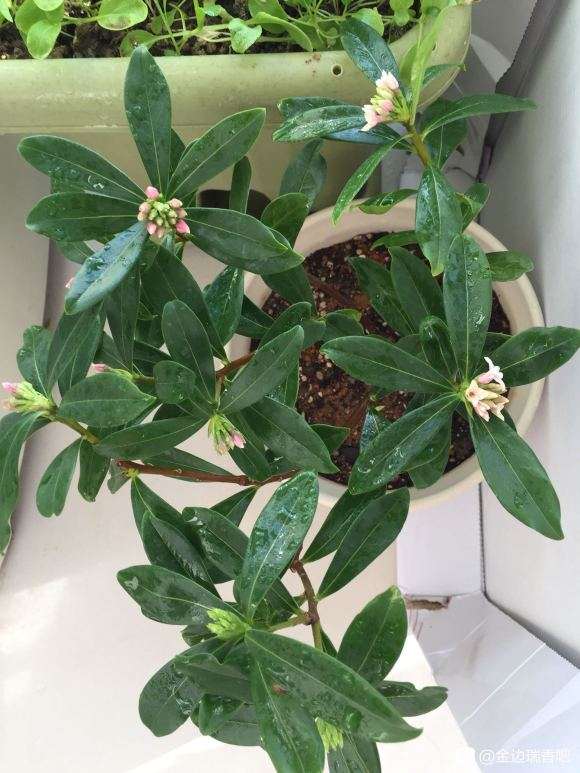 瑞香盆栽 1元包邮 怎么样 图片