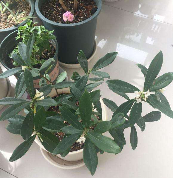 瑞香盆栽 1元包邮 怎么样 图片