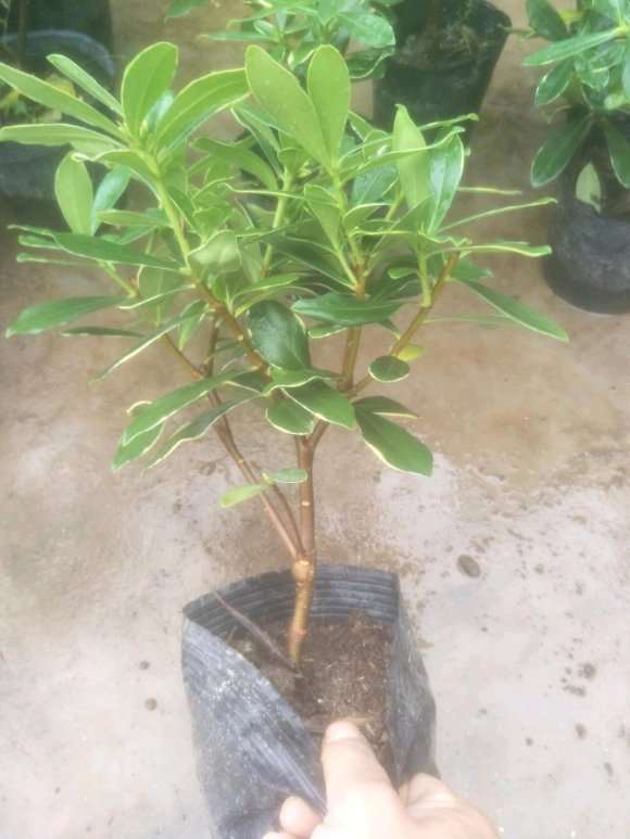 金边瑞香盆栽 40包邮 怎么样 图片