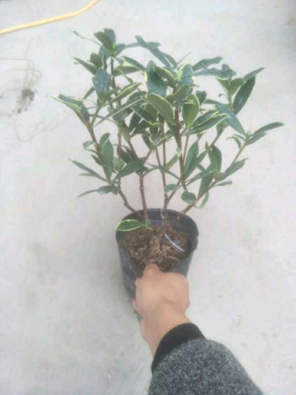 金边瑞香盆栽 40包邮 怎么样 图片