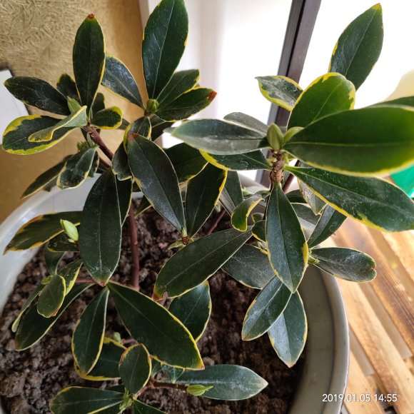 金边瑞香盆栽 40包邮 怎么样 图片