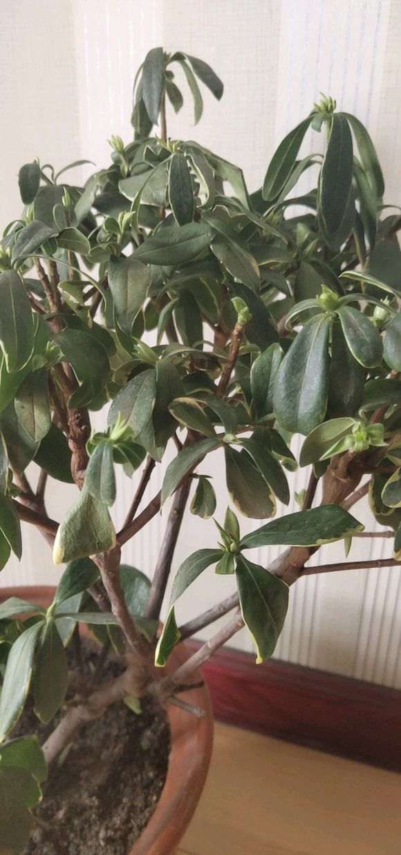 瑞香盆栽叶子耷拉 烂根了吗 怎么办