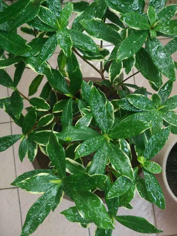 室内养瑞香盆栽 什么土 2天浇水2次