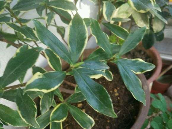 阳台养瑞香盆栽 无过多落叶 活了 图片