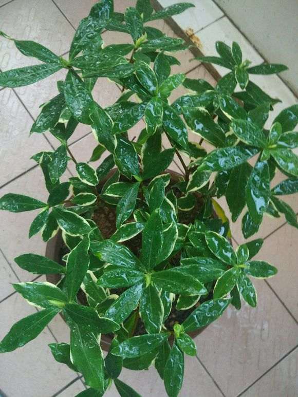 阳台养瑞香盆栽 无过多落叶 活了 图片
