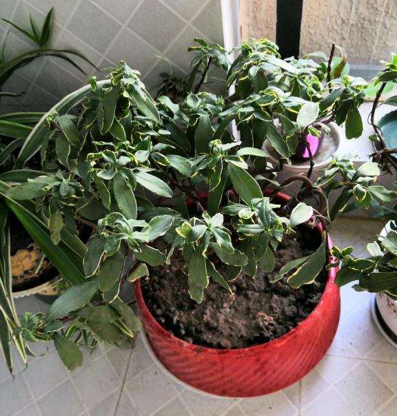 金边瑞香盆栽半死不活的 怎么办 图片