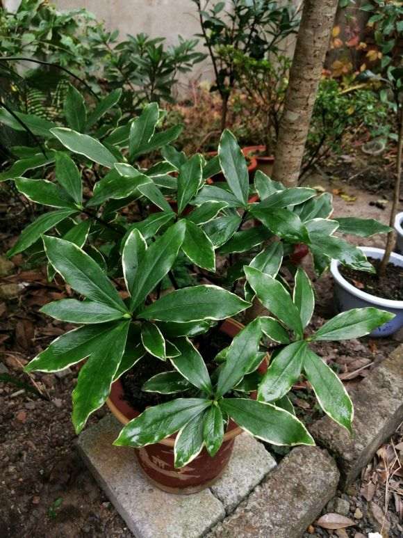 推荐一家靠谱的瑞香盆栽店