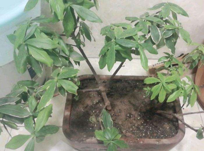 瑞香盆栽换盆后 叶子是软的 怎么办
