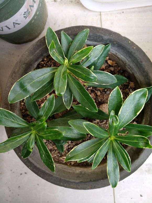 为什么瑞香盆栽叶子发软 就浇水 图片