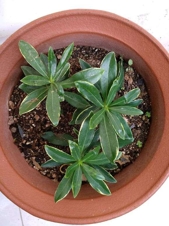 为什么瑞香盆栽叶子发软 就浇水 图片