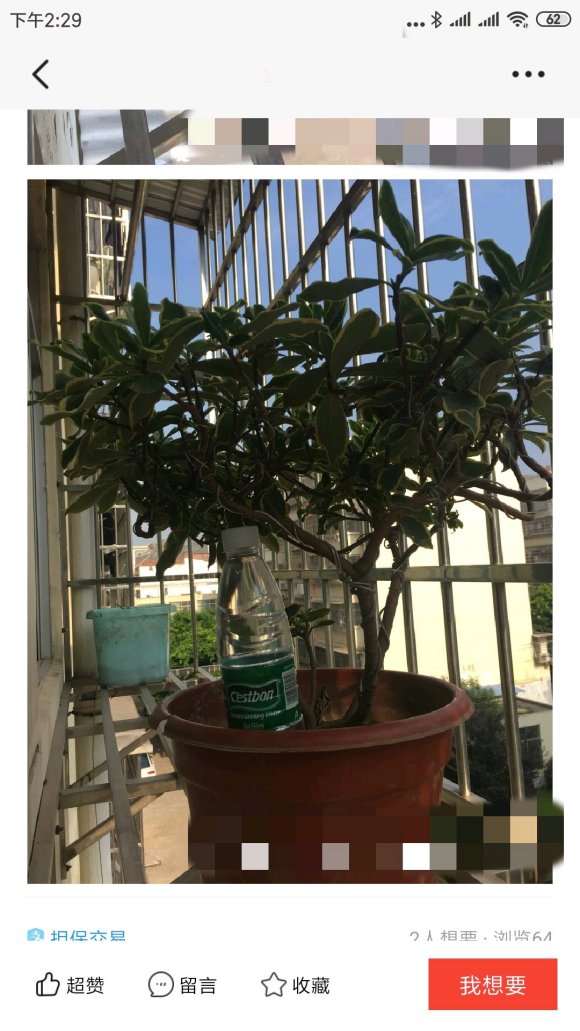 瑞香盆栽 带盆30元 怎么样 贵吗 图片