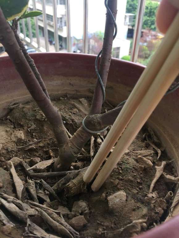 瑞香盆栽 带盆30元 怎么样 贵吗 图片