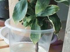 为什么三角梅下山桩水不能太多了 图片