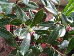 三角梅下山桩多久生根 蔫蔫的 要套袋