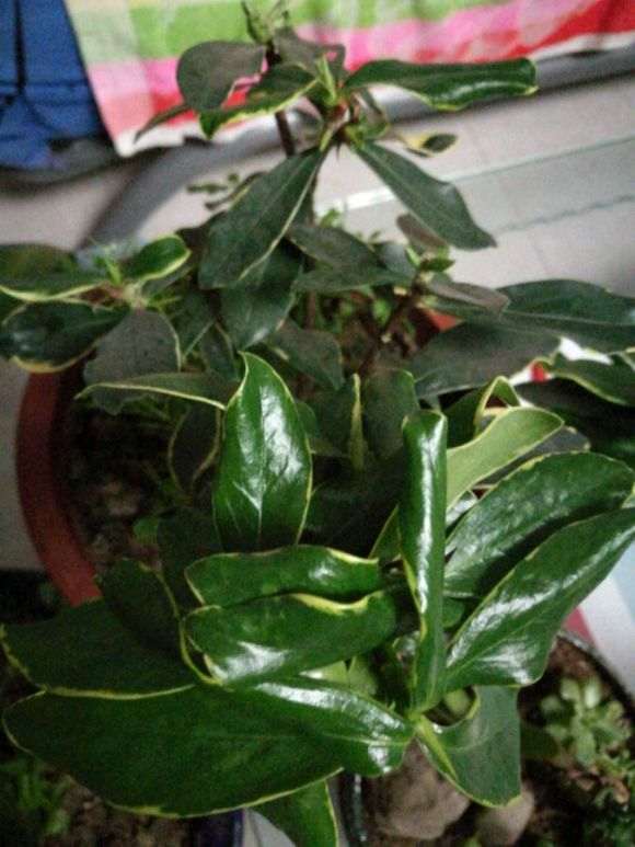 瑞香盆栽 这个状态还需要施肥吗 图片