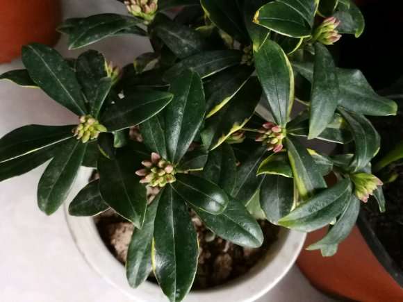 瑞香盆栽 这个状态还需要施肥吗 图片