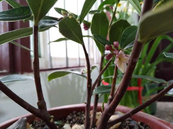 瑞香盆栽放室内没浇过水 可以吗 图片