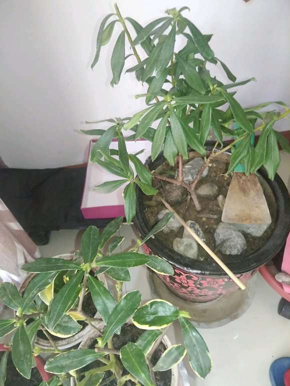 瑞香盆栽放室内没浇过水 可以吗 图片