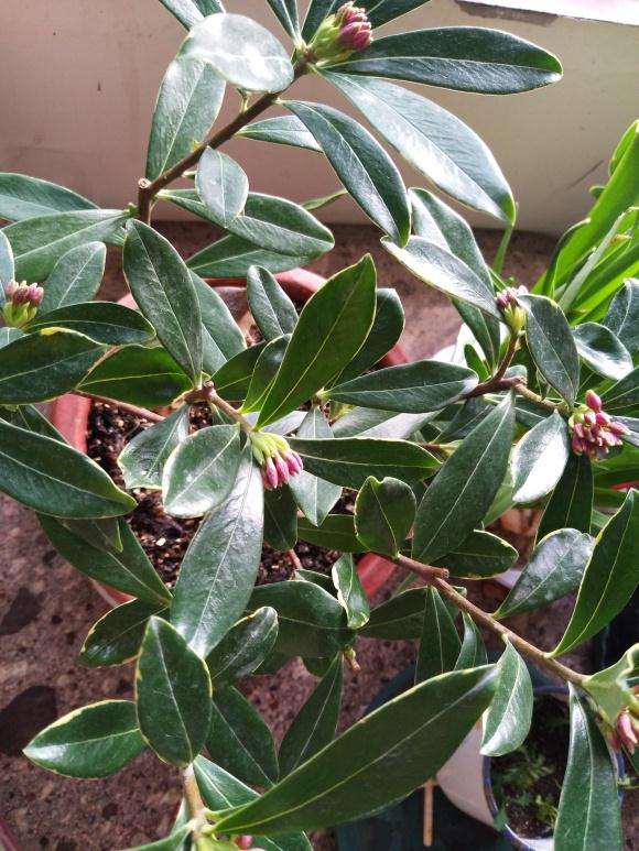 瑞香盆栽只结花苞 不开花 怎么办 图片