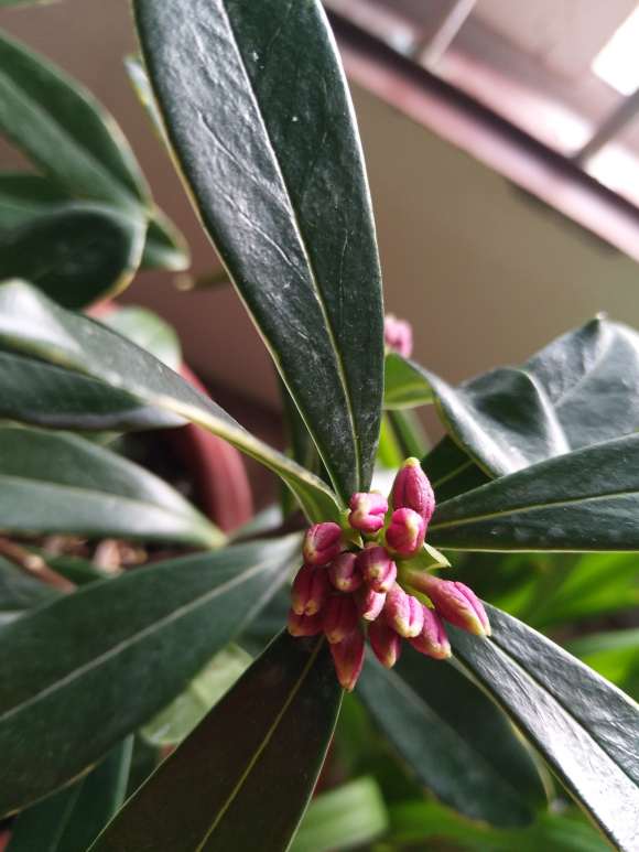 瑞香盆栽只结花苞 不开花 怎么办 图片