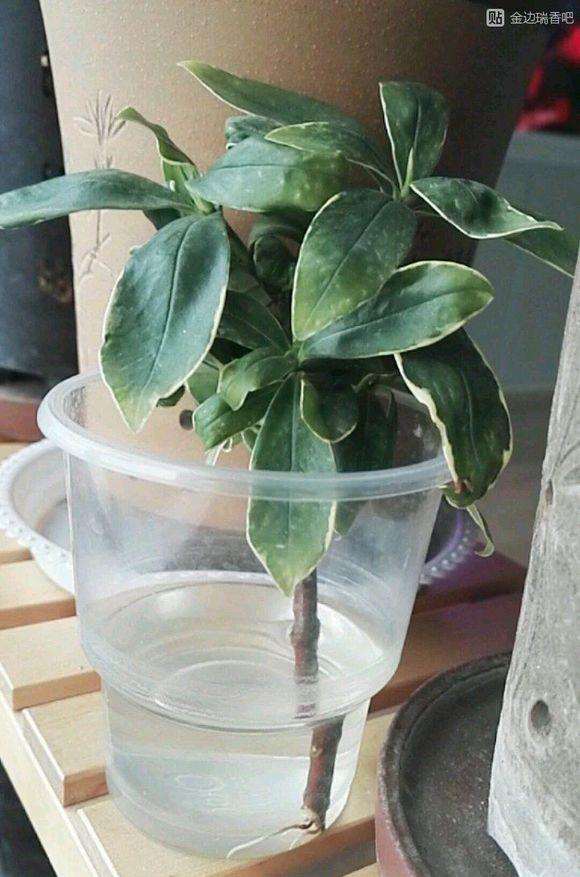 瑞香盆栽怎么扦插 水培 还是土培 图片