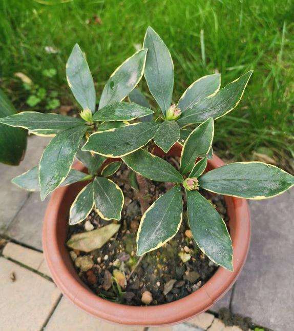 瑞香盆栽怎么扦插 水培 还是土培 图片