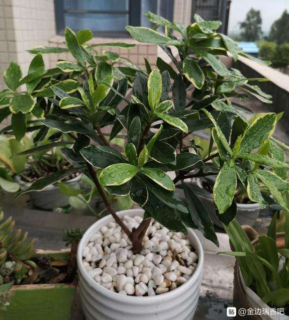 瑞香盆栽的缓释肥是撒盆土表面吗 图片