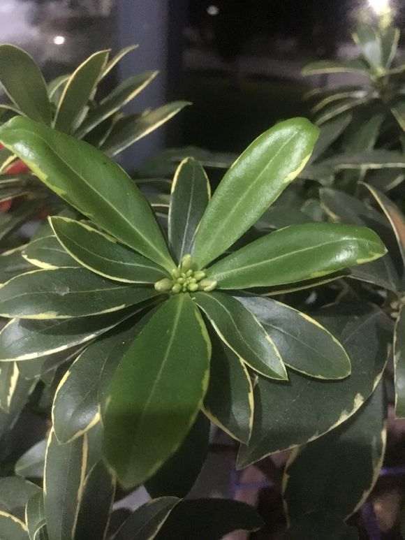 金边瑞香盆栽可以放室内养吗 图片