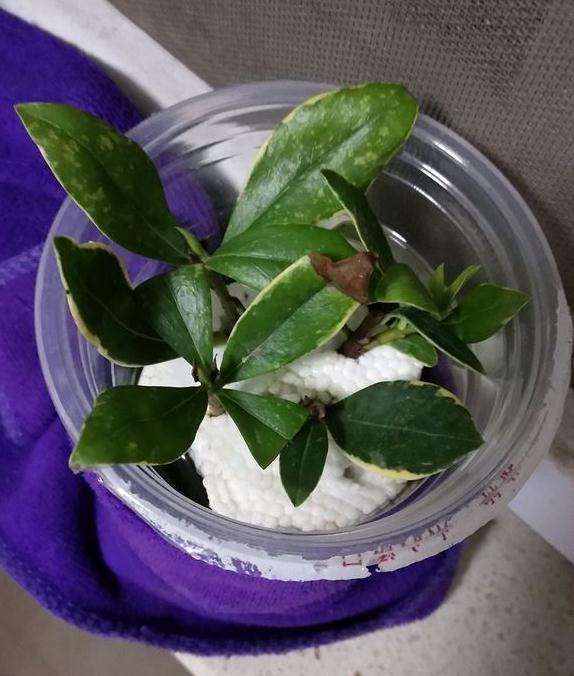 瑞香盆栽已经入盆 不过没有长 怎么办