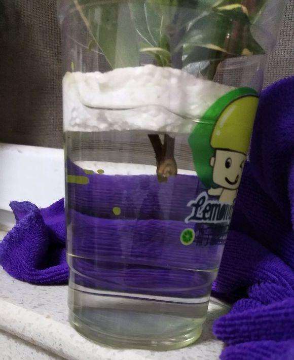 瑞香盆栽已经入盆 不过没有长 怎么办