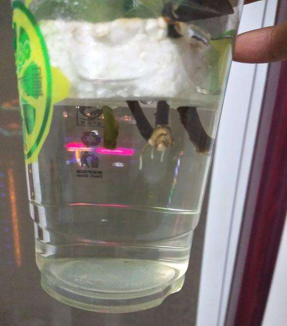 瑞香盆栽已经入盆 不过没有长 怎么办