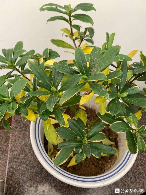 瑞香盆栽 透气不好 结果黄叶 怎么办