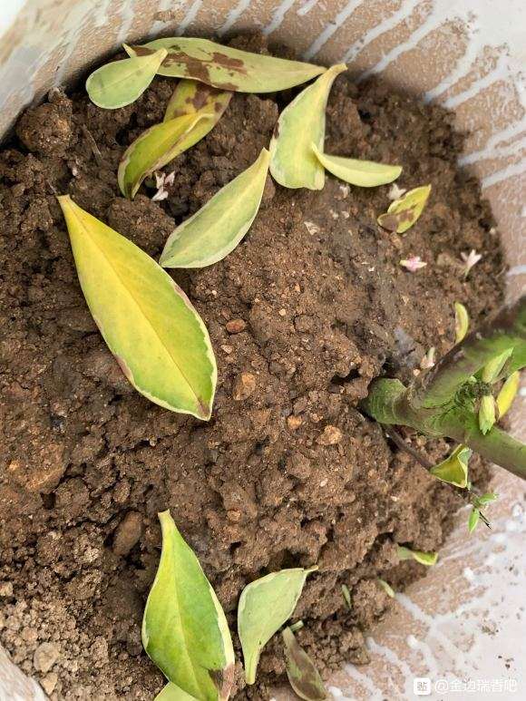 瑞香盆栽 透气不好 结果黄叶 怎么办