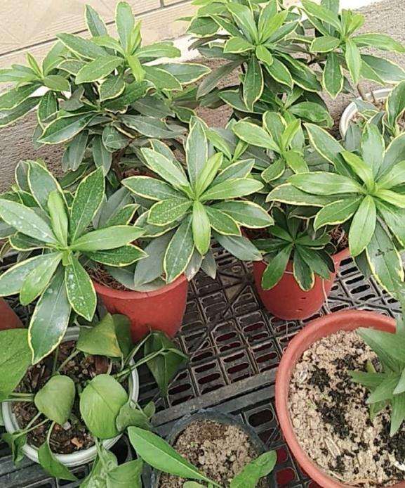 北方暖气房间怎么养护瑞香盆栽 图片