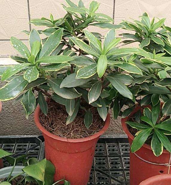 北方暖气房间怎么养护瑞香盆栽 图片