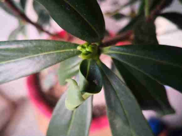 这个瑞香盆栽是花呀芽 还是叶芽 图片
