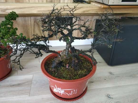 橙黄瑞香盆栽 发芽了 怎么样 图片