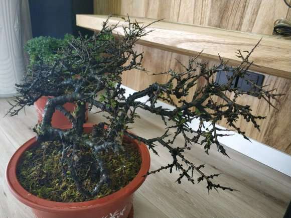 橙黄瑞香盆栽 发芽了 怎么样 图片