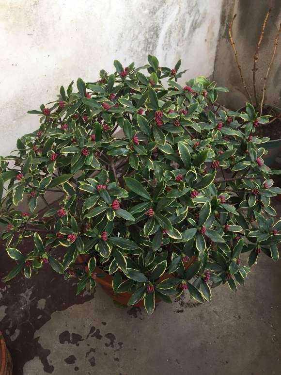 瑞香盆栽冬天入室 夏天要遮阴吗 图片