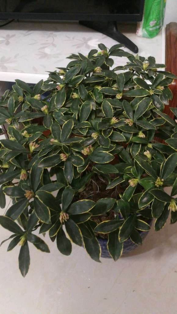 瑞香盆栽用园土混煤渣 可以吗 图片